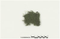 藏品(細葉小羽苔)的圖片